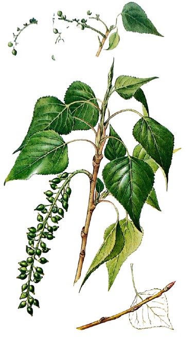 Peuplier noir ou franc